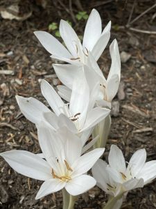 white autumn crocus