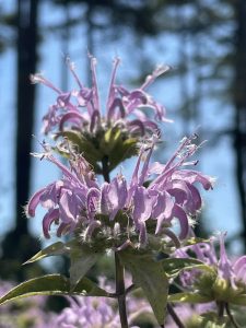 wild bergamot