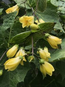 yellow waxbells