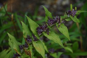 blonde beauty toad lily3