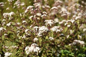 chocolate white snakeroot