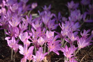 colchicum ciliatum