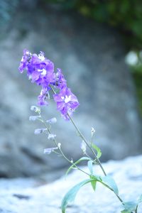 delphinium purple passion2