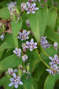 miyazaki toad lily3