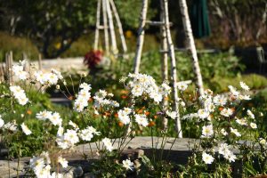 whirlwind japanese anemone