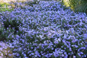 wood's blue aster3