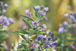 wood's pink aster