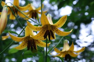 Yellow, speckled lily flowers up close. Lilium canadense detail. Photo by dogtooth77 on flickr