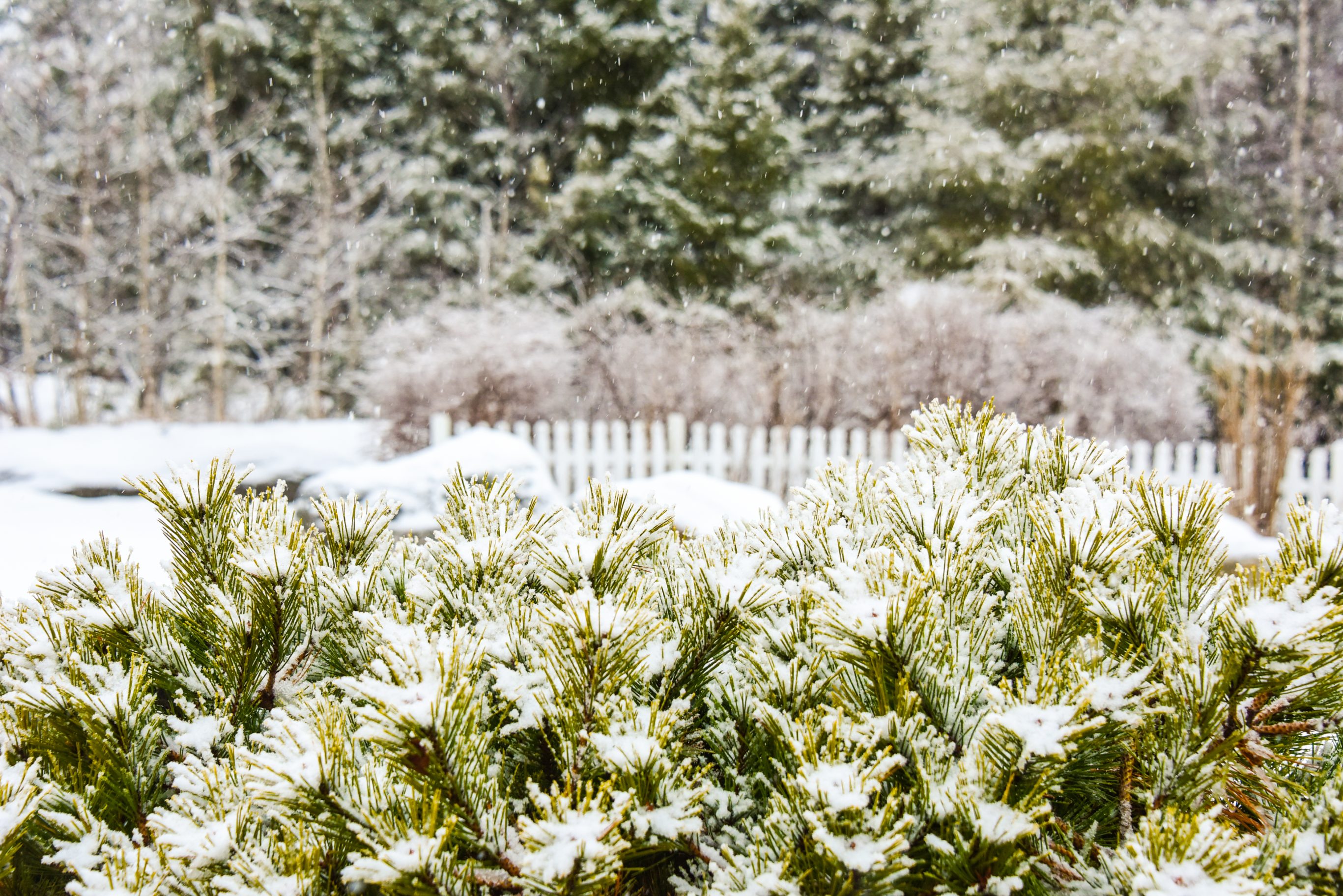 Snow-covered green plant in a garden setting.