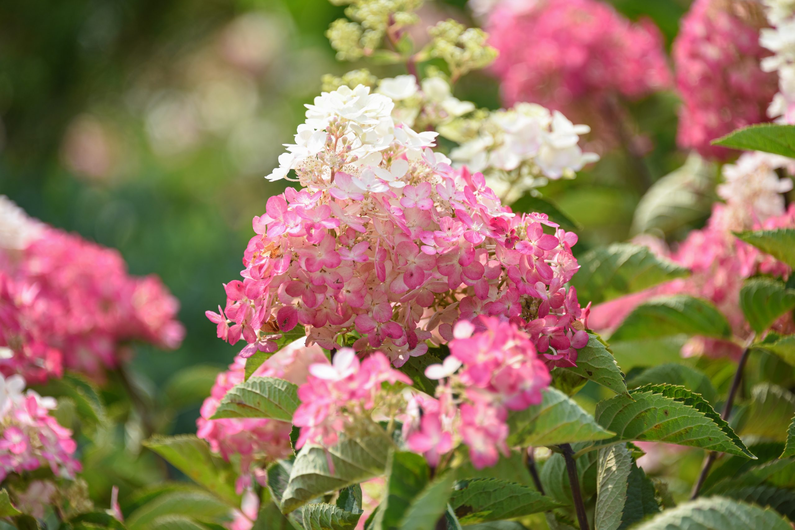 Pink fluffy hydrangea