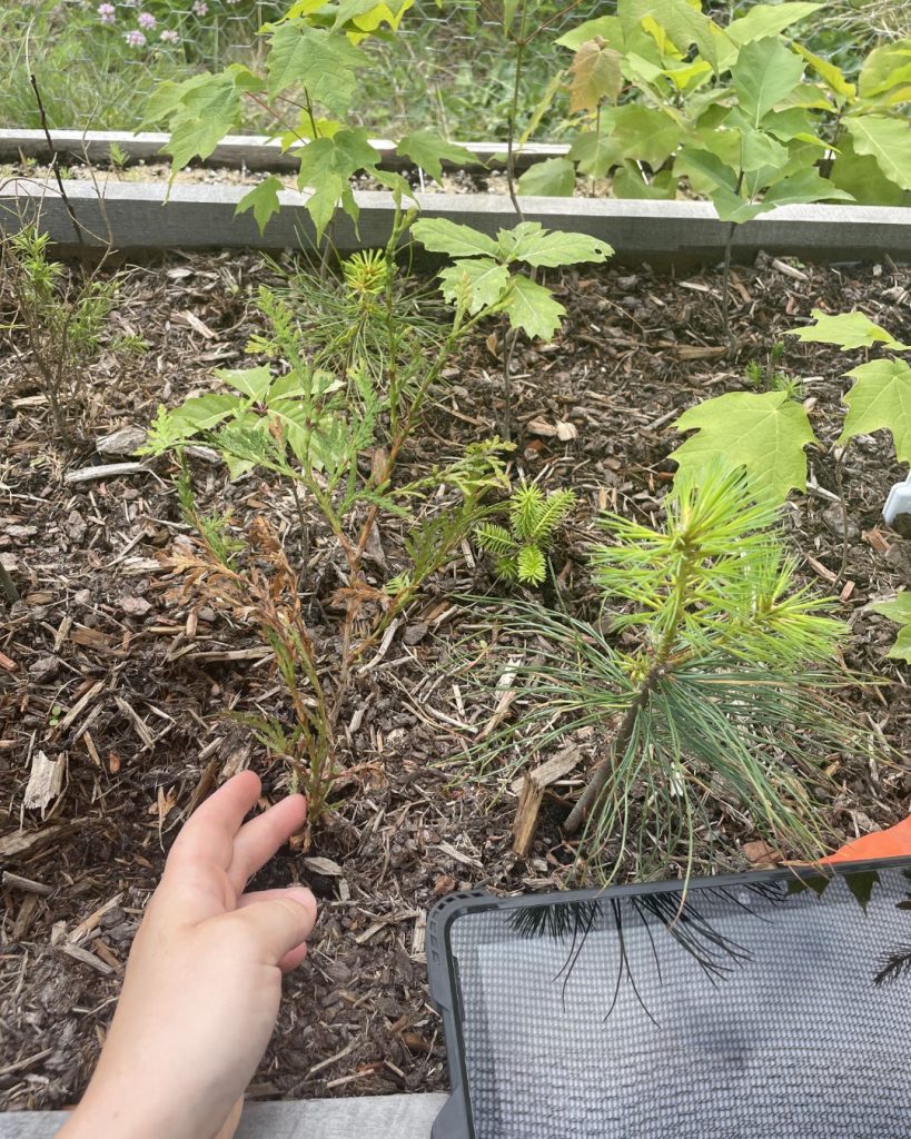 A hand is pointing at a small, struggling pine sapling next to healthy pine saplings and young oak trees in a garden bed.