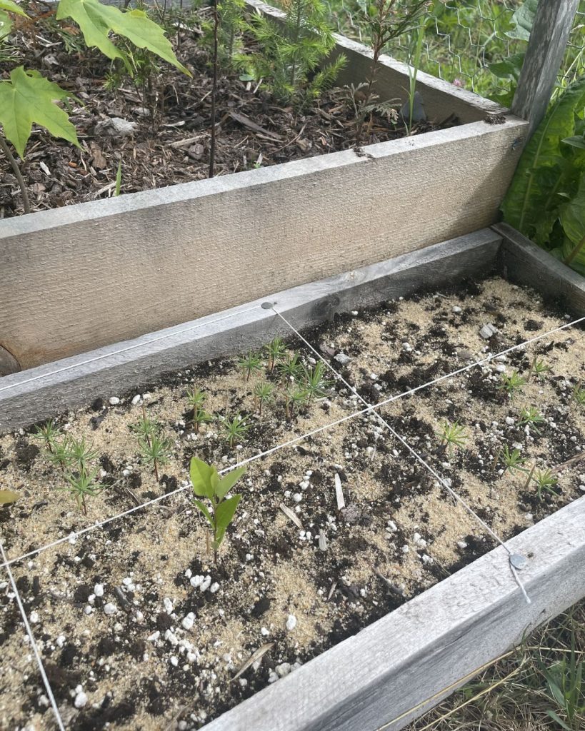 Raised garden bed with young pine saplings and one larger seedling growing in sandy soil, with white string marking rows.