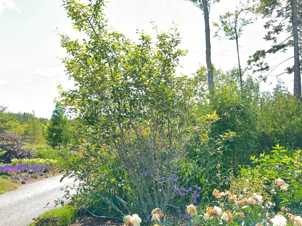 A green flowering bush of a serviceberry
dominates a garden scene, with a gravel path and colorful flowers.