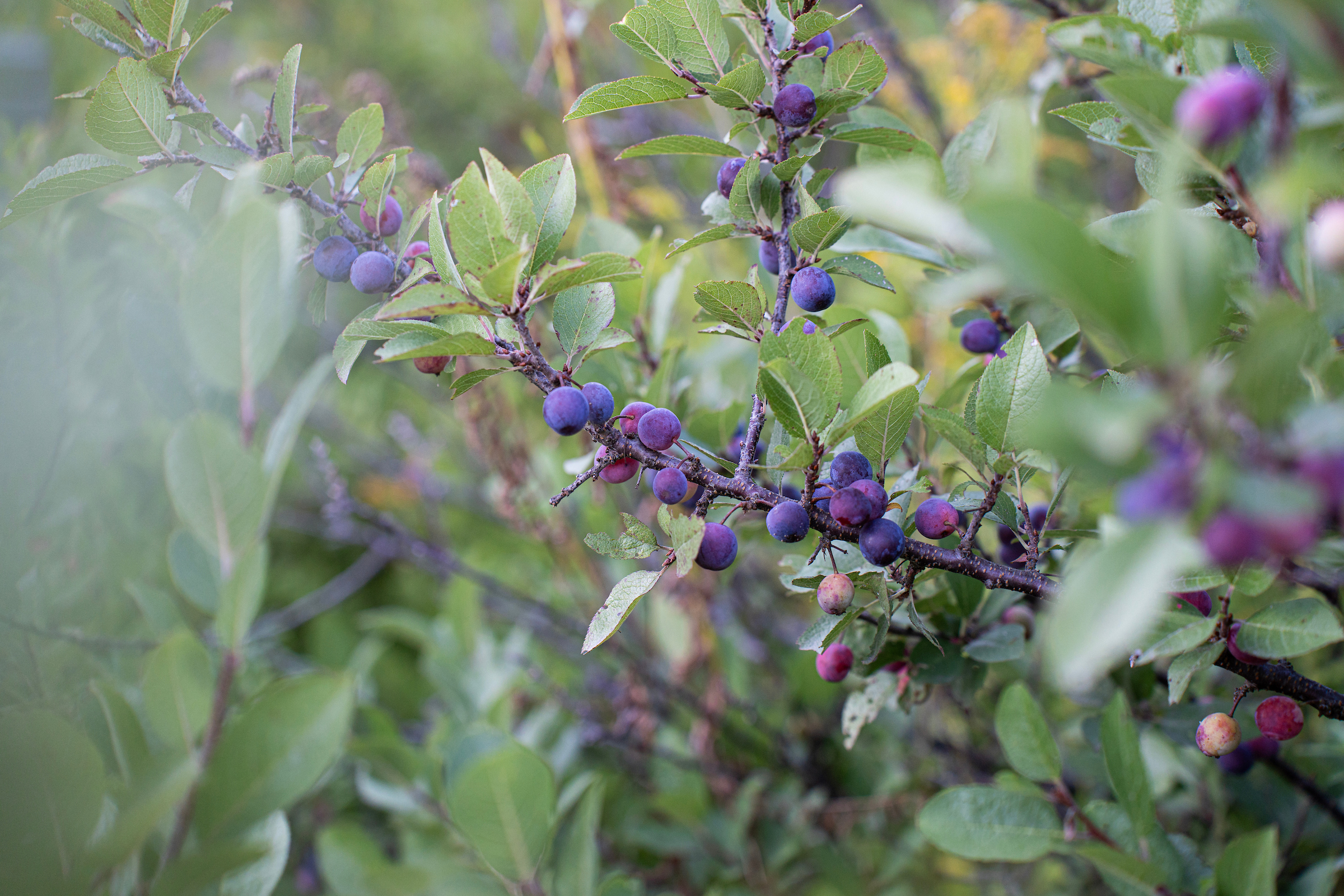 Close-up of a Beach Plum bush branch with deep purple berries and green leaves.