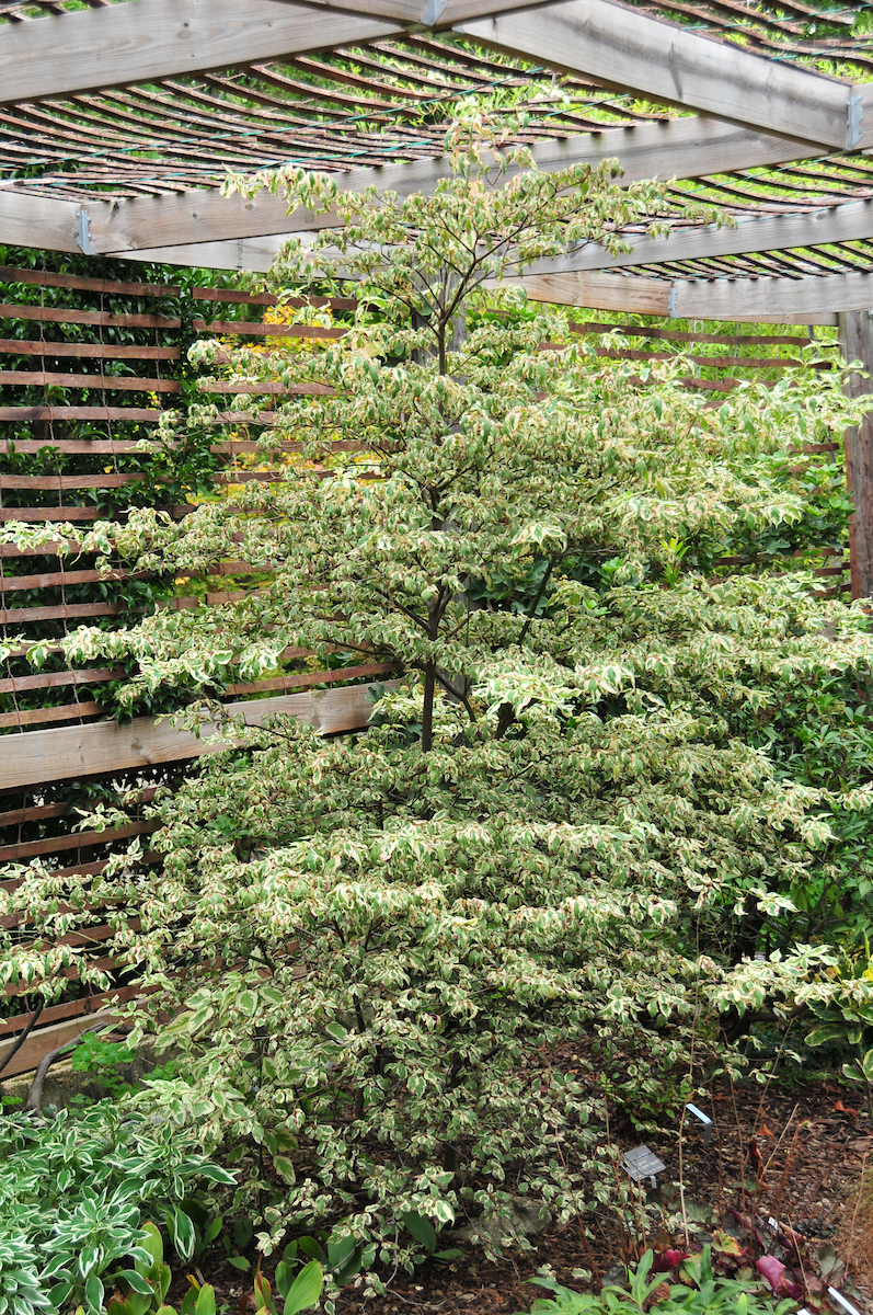 Variegated dogwood tree with green and white leaves growing under a wooden pergola and fence.