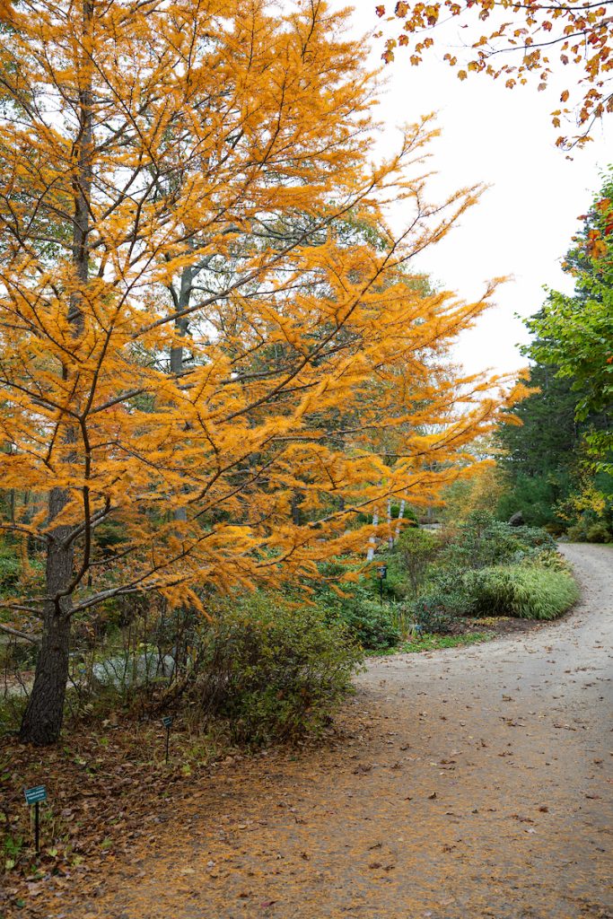 A tree with bright yellow-orange needles dominates the image, growing beside a dirt path in a botanical garden.