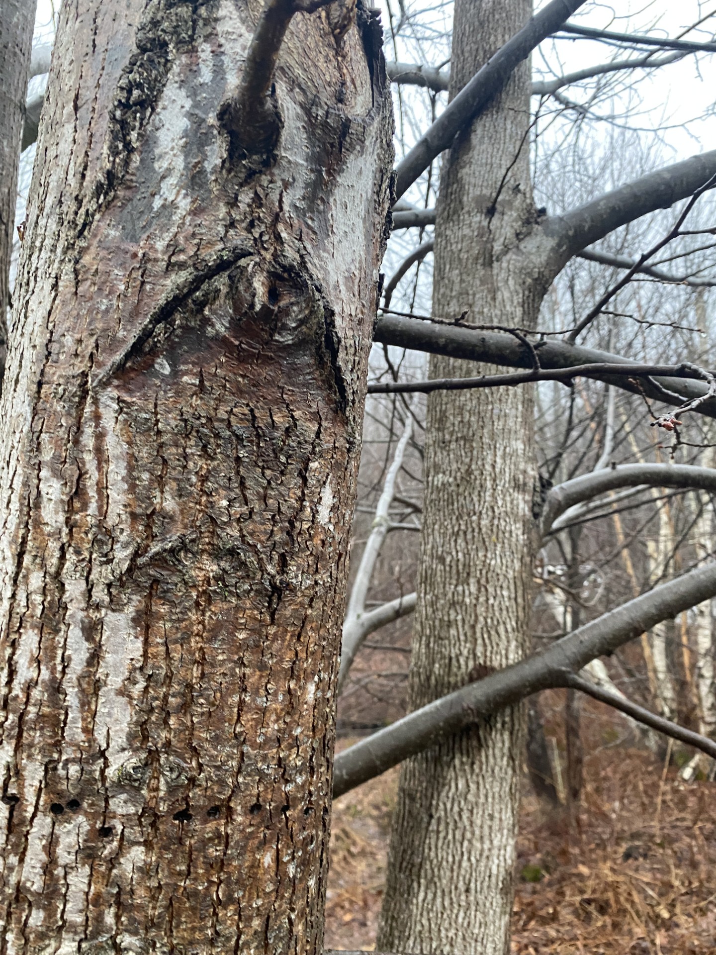close up of Trunk and grey brown branches of a Lindon tree in the winter.