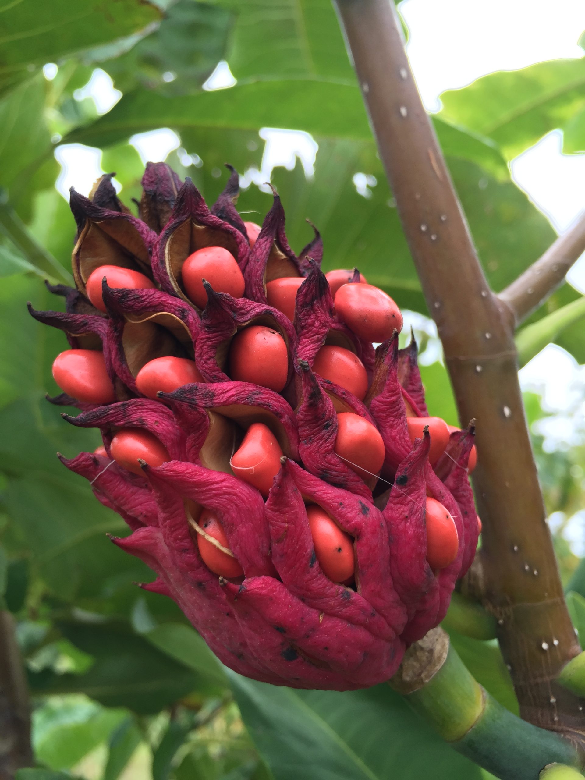 A close-up of a magnolia fruit pod, showing bright red seeds emerging from dark maroon, textured bracts, set against a background of green leaves and brown branches.