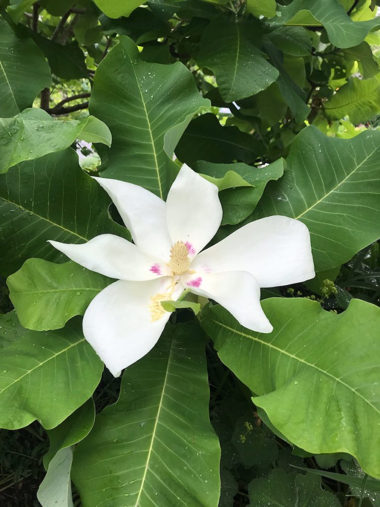 Large white magnolia ashei flower with pink accents in the center, surrounded by large, green leaves.