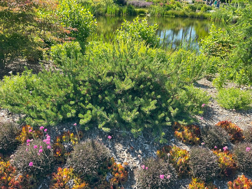 A vibrant garden scene featuring various plants in front of a reflective pond. In the foreground, a large, lush green shrub is surrounded by smaller plants with pink flowers and a bed of colorful, spiky foliage. Behind the shrub, a pond reflects the sky and surrounding greenery.