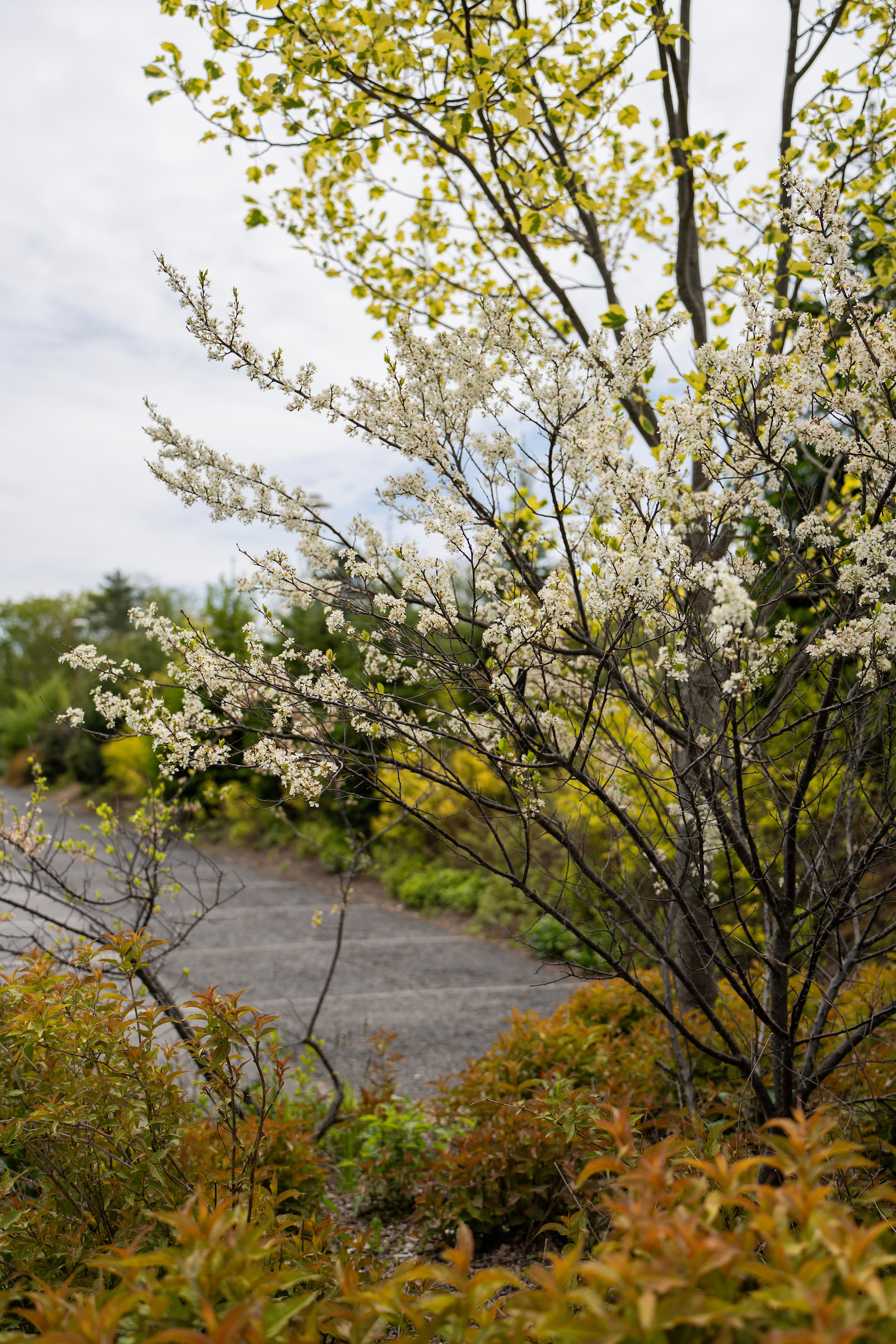 Beach Plum Tree in full bloom with white flowers, set against a cloudy sky, with a paved path winding into the background, and reddish-orange bushes in the foreground.