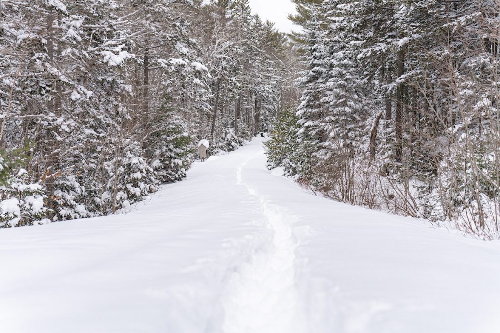 A snow-covered path winds through a forest of snow-laden trees.