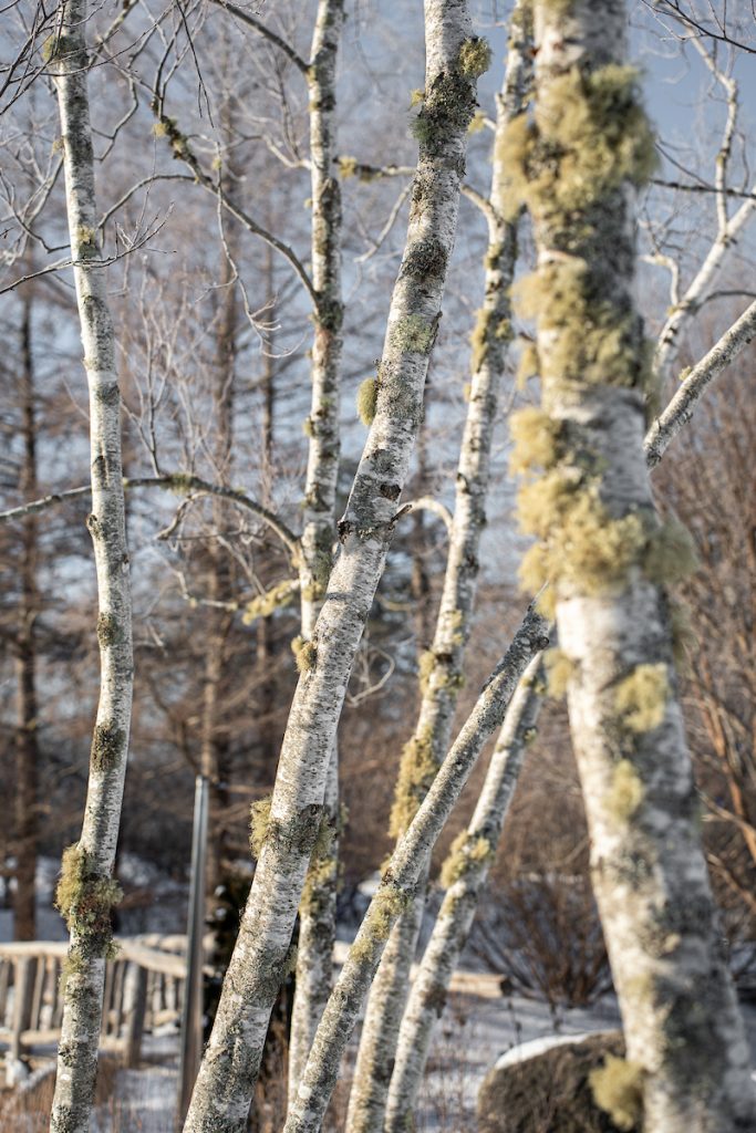 Birch trees with white bark and patches of green moss, in a winter landscape.