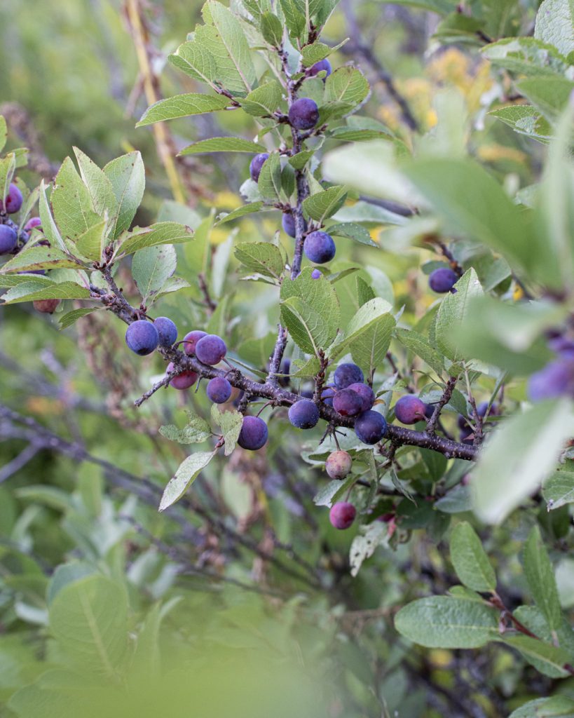 Close up of Beach Plum bush with deep blue and purple fruit on the branches surrounded by green leaves.
