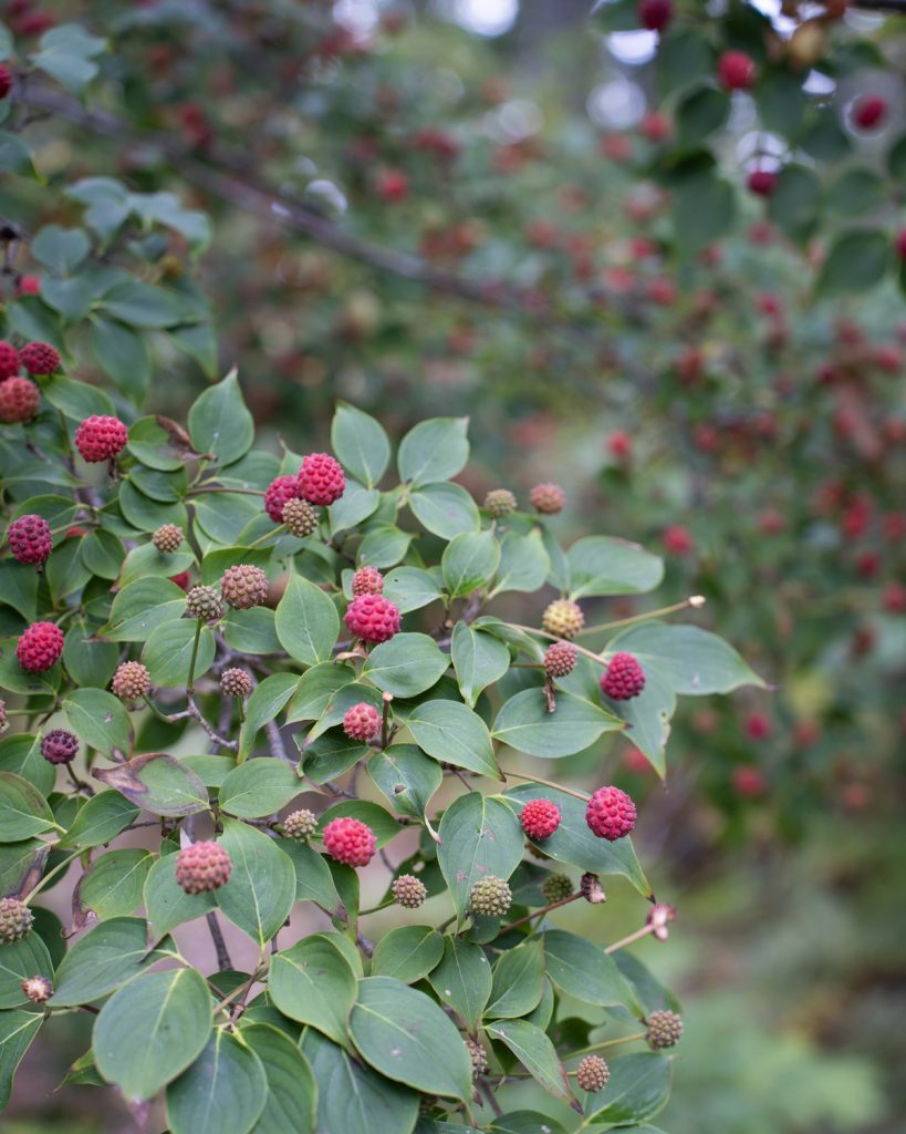 Branch of kousa dogwood in foreground highlighting red round bumpy fruits, and pointed green leaves.