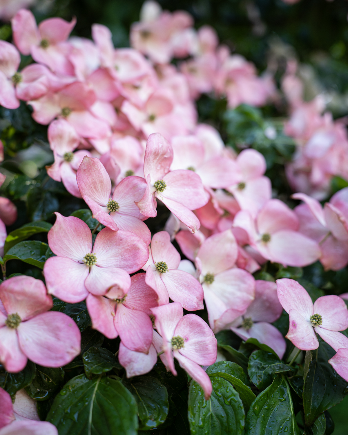 Close-up of a cluster of pink dogwood flowers with green centers and glossy green leaves.