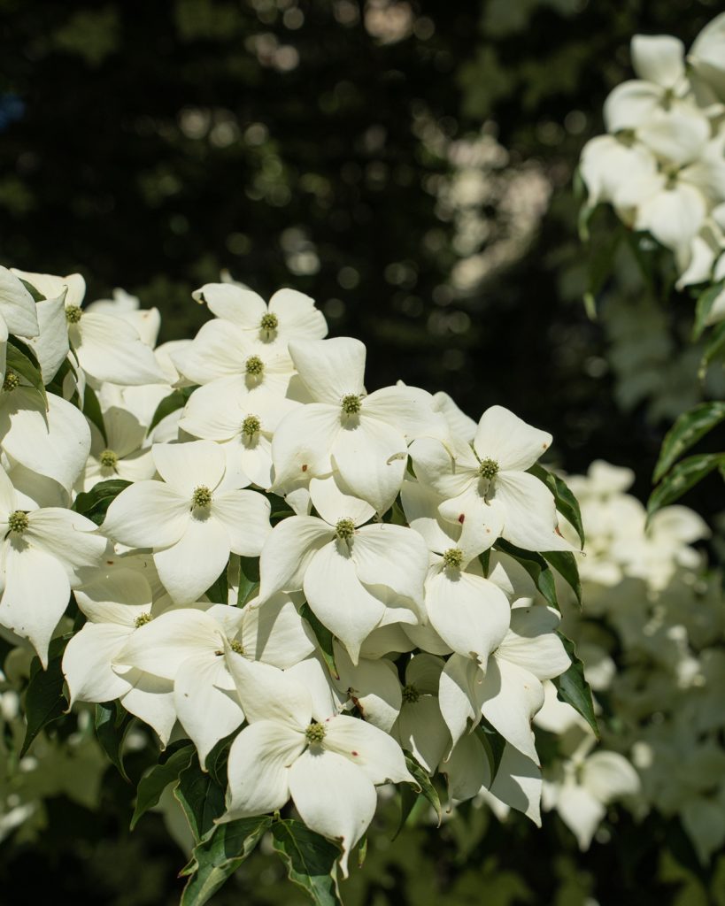 Close up of branch of white kousa dogwood bracts and flowers cascading across a dark background