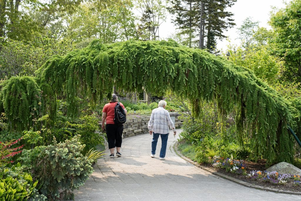 Two people walk along a stone path under a large, arched, weeping evergreen tree in a lush botanical garden surrounded by flowers and greenery.